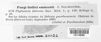 Phyllosticta robiniae image